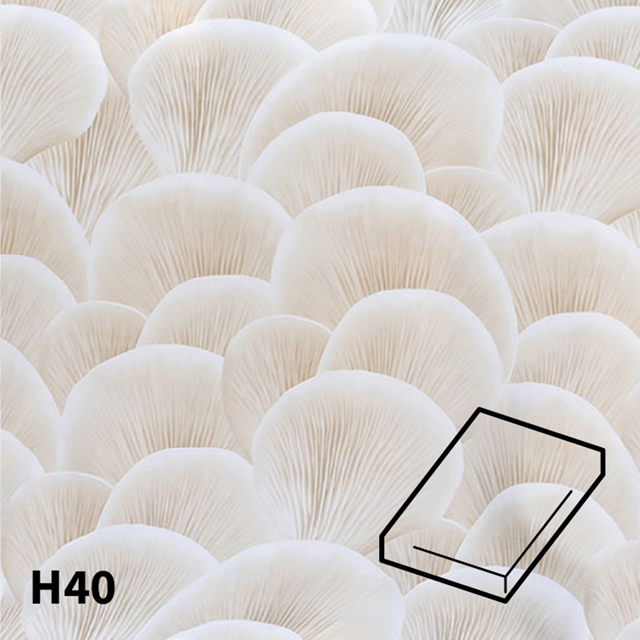 Ostra-Hoeslaken-Dessin-H40.png